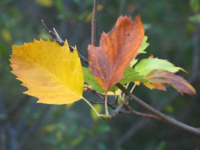 Sorbus latifolia